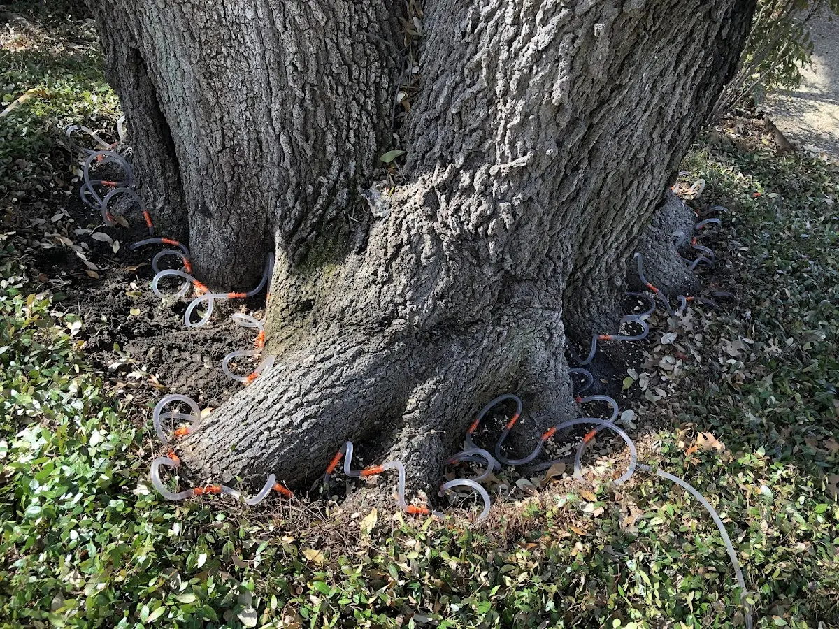 Detailed Shrub and Hedge Trimming job site in North Aurora